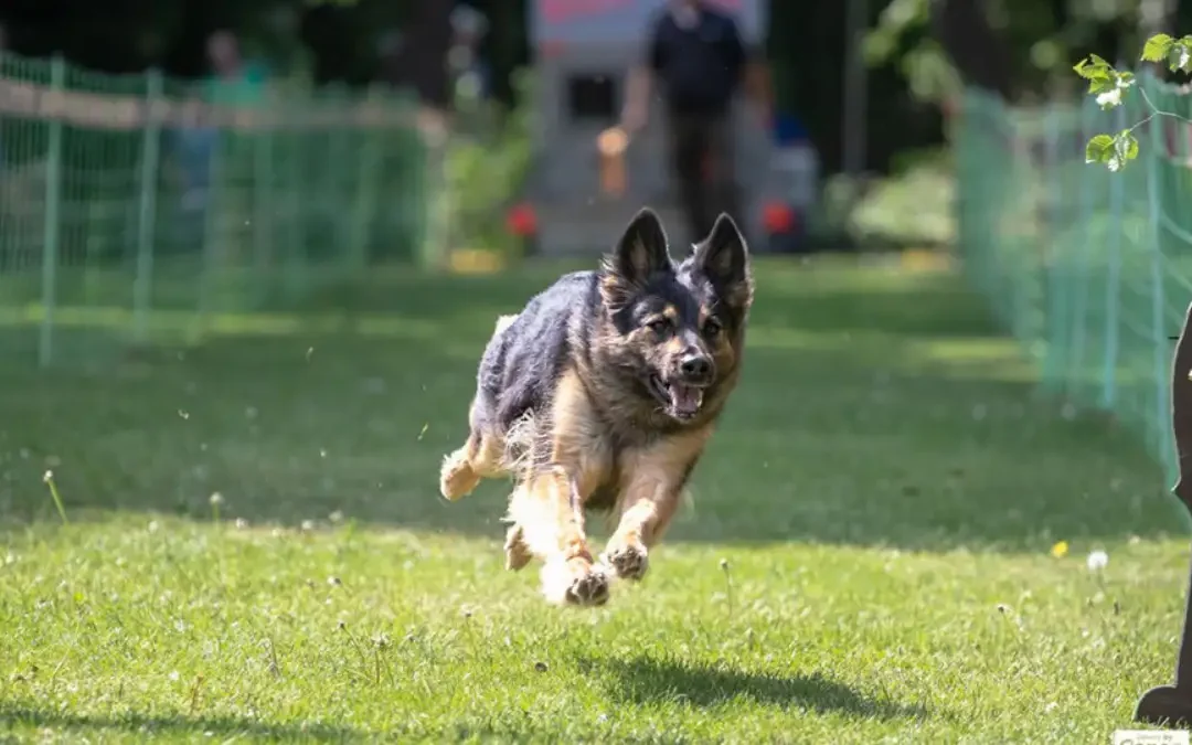 Auf die Pfoten, fertig, los – das 8. Schwälmer Hunderennen steht vor der Tür!