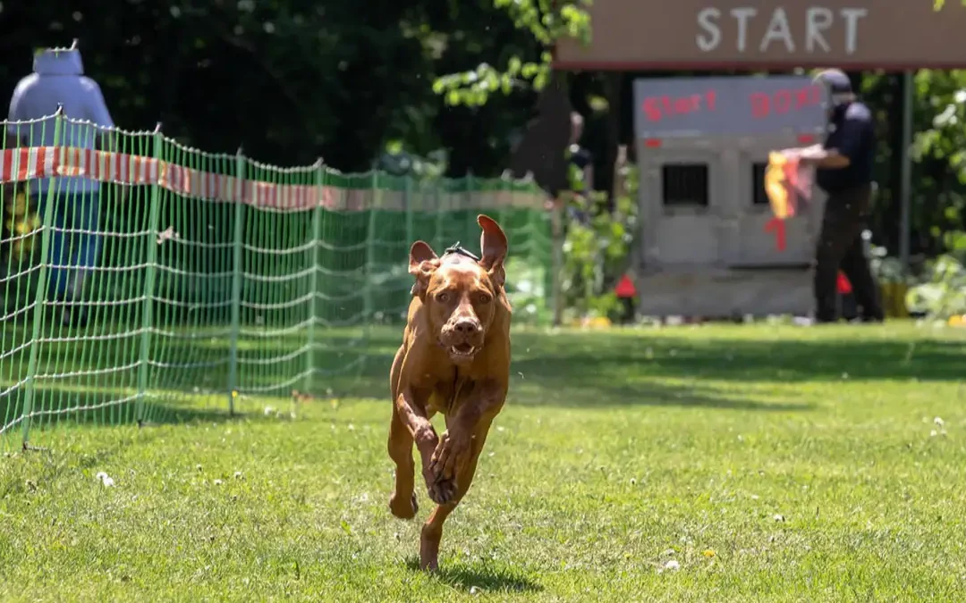 Auf die Pfoten, fertig, los – das 9. Schwälmer Hunderennen kommt!